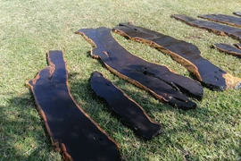 Loại gỗ quý hiếm siêu đắt đỏ, được săn lùng khắp nơi có gì đặc biệt?