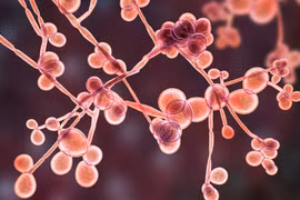 Nhiễm nấm Candida có gây vô sinh?