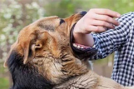 Bé trai tử vong sau 3 tháng bị chó dại cắn, bác sĩ cảnh báo