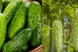 Loại rau thanh nhiệt, giải độc, nấu canh hay làm nộm đều ngon