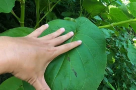 Loại lá mọc dại thành đặc sản hương vị lạ, ăn kèm thịt nướng cực mê