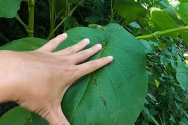 Loại lá mọc dại thành đặc sản hương vị lạ, ăn kèm thịt nướng cực mê