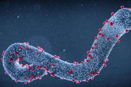 Virus Marburg có nguy hiểm không?