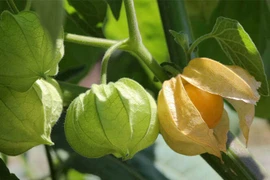 4 loại quả “rẻ như bèo” ở Việt Nam, sang nước ngoài giá cao ngất ngưởng