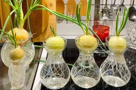 Dùng hành tây "xua đuổi" virus cúm, bác sĩ nói gì?