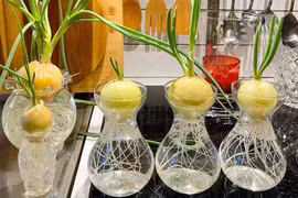 Dùng hành tây "xua đuổi" virus cúm, bác sĩ nói gì?