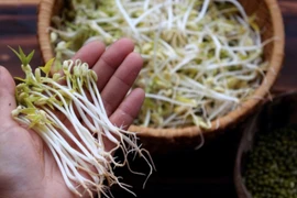 Chú ý 7 điểm này, biết ngay giá đỗ sạch hay giá đỗ ngâm hoá chất