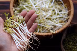 Chú ý 7 điểm này, biết ngay giá đỗ sạch hay giá đỗ ngâm hoá chất