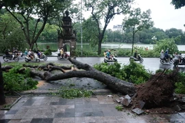 Chủ tịch UBND TP.Hà Nội: Cần bảo tồn, trồng lại các cây quý hiếm bị đổ