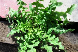 Loại rau dại hiếm có ở mùa đông, bổ mắt, dưỡng nhan