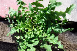 Loại rau dại hiếm có ở mùa đông, bổ mắt, dưỡng nhan