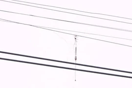 Mất cả chi thể, hoại tử ngực, tổn thương tạng... do câu cá dưới đường điện