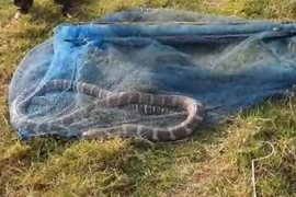 Hốt hoảng thấy "quái thú" cực độc mắc kẹt trong lưới đánh cá