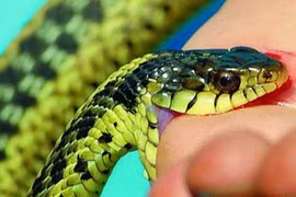 Cứu người phụ nữ bị rắn lục cắn, bác sĩ chỉ cách sơ cứu đúng