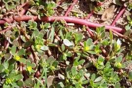 Loại rau mọc hoang ở Việt Nam, thành đặc sản lạ nước ngoài "hái ra tiền"