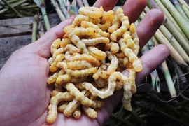 Sâu chít - đặc sản Tây Bắc nhiều người "giật mình" nhưng giàu dinh dưỡng