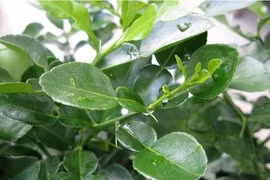 Loại lá tưởng bỏ đi nhưng lại chứa vô vàn lợi ích sức khoẻ tuyệt vời