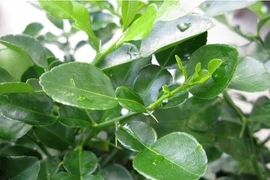 Loại lá tưởng bỏ đi nhưng lại chứa vô vàn lợi ích sức khoẻ tuyệt vời