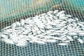 Gần 300 tấn cá lồng bè trên sông Thu Bồn chết hàng loạt