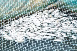 Gần 300 tấn cá lồng bè trên sông Thu Bồn chết hàng loạt