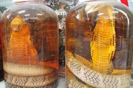 Rượu rắn, cao xương rắn có giúp cường dương, trị xương khớp?