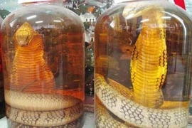 Rượu rắn, cao xương rắn có giúp cường dương, trị xương khớp?