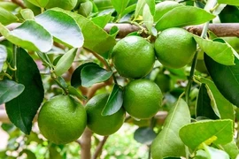 Loại quả nhỏ bé nhưng có vô vàn lợi ích sức khoẻ