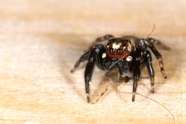 Tiết lộ bất ngờ về loài nhện "ma cà rồng"