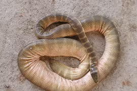 Loài rắn biển cực độc, gai chi chít trên bụng