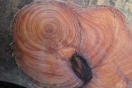 Loại gỗ quý hiếm “đắt hơn vàng” có gì đặc biệt?