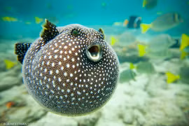 Top 8 loài cá đáng sợ bậc nhất đại dương