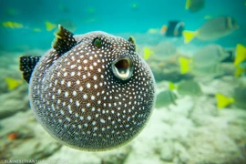 Top 8 loài cá đáng sợ bậc nhất đại dương