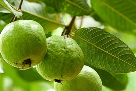 Lý do để thêm ổi và lá ổi vào chế độ ăn hàng ngày