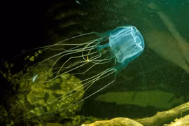 5 sinh vật biển nguy hiểm bậc nhất hành tinh