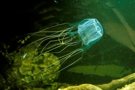 5 sinh vật biển nguy hiểm bậc nhất hành tinh