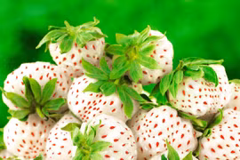 Vì sao Dâu tây Bạch Tuyết có mức giá đắt đỏ?