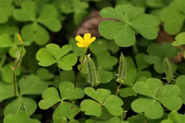 4 cây dại bất ngờ lên đời thành đặc sản, giúp nông dân “hốt bạc“