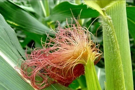 Video: Tác dụng bất ngờ khi dùng nước râu ngô ít ai biết