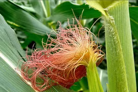 Video: Tác dụng bất ngờ khi dùng nước râu ngô ít ai biết