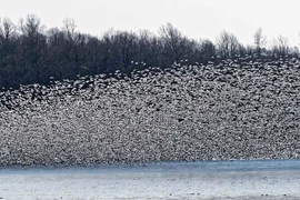 Video: Hàng trăm nghìn con ngỗng vịt di cư, che kín cả bầu trời