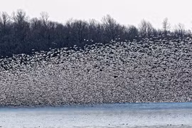 Video: Hàng trăm nghìn con ngỗng vịt di cư, che kín cả bầu trời