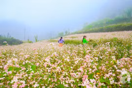 Video: Mãn nhãn cánh đồng tam giác mạch đẹp nhất Thủ đô