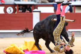 Video: Bò điên tung cước Kungfu đá bay người đi xe máy