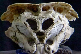 Bí ẩn hộp sọ có hình dáng độc nhất vô nhị ở Bulgaria