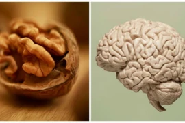 Thực phẩm giống bộ phận cơ thể người tốt cho sức khỏe