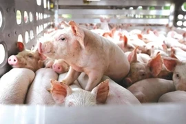 BaF Việt Nam lãi gấp 14 lần nhờ doanh thu bán lợn tăng mạnh