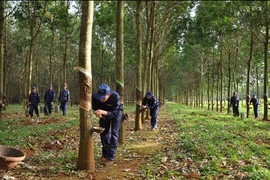 Cao su Đắk Lắk xin hoãn trả 40 tỷ đồng nợ vay vì khó khăn
