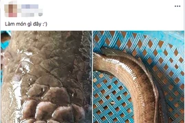 “Quái cá” có họa tiết kỳ lạ trên đầu khiến dân mạng hoảng hồn