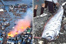 Bắt được loài cá “tận thế”, người Nhật nơm nớp sợ thảm họa này