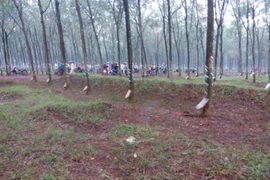 Rủ người lạ vào lô cao su quan hệ thì bị cướp truy sát 